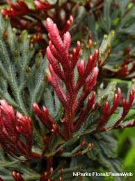 Image result for Selaginella perpusilla