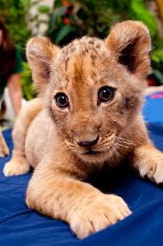While some lions are nomadic and prefer to travel and hunt individually or in pairs, most lions live in a social organization known as a pride. Lions Archives Animal Fact Guide