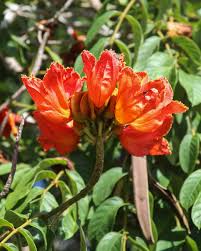 Image result for Spathodea