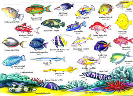 Hawaii Reef Fish Guide With Hawaiian Names 2 Aloha Joe