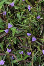 Image result for Cyanotis sp. aff. C. lapidosa