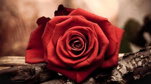 Only the best hd background pictures. Red Rose Desktop Wallpapers Group 92