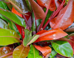 Philodendron Prince Of Orange Plants Philodendron Orange Plant
