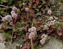 Image result for Buchnera capitata