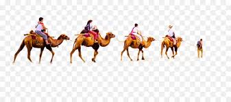 The camelids, as a family, include the new world camelids: Camel Horse Png Download 2934 1288 Free Transparent Camel Png Download Cleanpng Kisspng