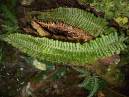 Image result for Trichomanes