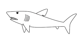 Dihalaman ini anda akan melihat gambar hitam putih hiu yang apik! Cara Buat Sketsa Gambar Ikan Hiu Siap Diwarnai 5 Contohnya