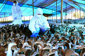 The disease caused by the h5n1 virus is a particularly. Bird Flu Causes Symptoms And Prevention All You Should Know About Avian Influenza