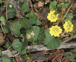 Image result for Merremia