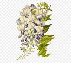 I did it myself when i was a student. Bouquet Of Flowers Drawing Png Download 526 800 Free Transparent Art Nouveau Png Download Cleanpng Kisspng