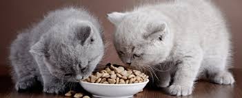 Check spelling or type a new query. Best Kitten Food Pet Circle