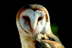 A lot of the animals that live in the desert are. Barn Owl Recovery Strategy Ontario Ca