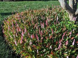 Image result for Persicaria