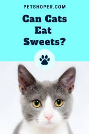 It's important to aim for mostly. Can Cats Eat Sweets Does Your Cat Have A Sweet Tooth Petshoper Cat Questions Cat Nutrition Cat Care