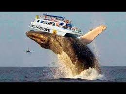The Biggest Whale In The World Youtube Big Whale Big Animals Whale