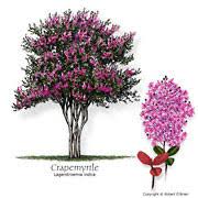 Check spelling or type a new query. Texas Tree Selector