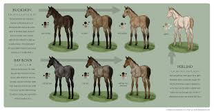 Goose is a hard to find type in his beautiful buttermilk buckskin spotted color. Equine Colour Guide Bay 2 By Mistyofsunrise On Deviantart