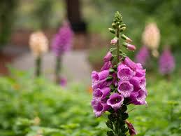 Maybe you would like to learn more about one of these? Gardening Calendar What To Plant In July Growing Family