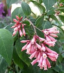 Image result for Cestrum elegans