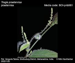 Image result for Tragia brevipes