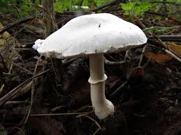 White Dapperling
