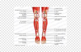 The posterior compartment of the arm is also known as the extensor compartment, as its main action is extension. Tibialis Posterior Muscle Peroneus Longus Tibialis Anterior Muscle Knee Popliteal Artery Foot Anatomy Arm Png Pngwing