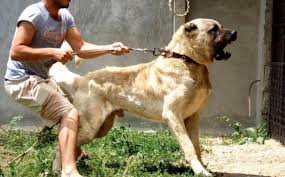 Gli allevamenti italiani sono parecchi, ma come sempre consigliamo di verificare che siano certificati e che operino nel pieno rispetto della legge. Morsorosso I Migliori Cani Da Guardia