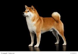 Small erect ears, thick fur, powerful body and curled tail. Shiba Inu Steckbrief Fci Klasse Wesen Und Mehr Haustiermagazin