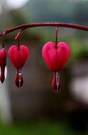 Heart Shaped Plants Romantic And Eco Friendly Mothers Day Gift Ideas Flower Lover Plant Images Beautiful Flowers