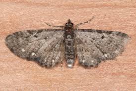 Image result for Eupithecia tripunctaria