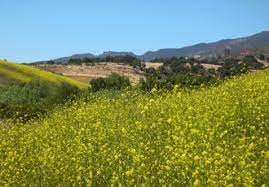 Select how many bedrooms you want. San Marcos Foothills Preserve A Stroll To The Sespe The Santa Barbara Botanic Garden