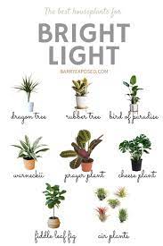 Discover plants that do well in direct and strong sunshine. 14 Plants Ideas Plants Planting Flowers House Plants Indoor