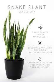 The Complete Guide To Caring For Your House Plants Snake Plant Edition Plants Hanging Plants Snake Plant Care