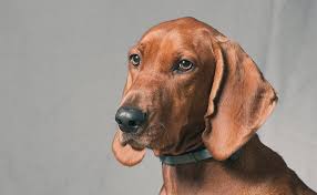 However, be aware that many puppy training classes require certain vaccines (like kennel cough) to. Redbone Coonhound Breed Information Guide Facts And Pictures Bark