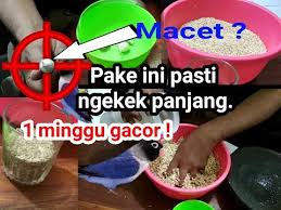 Bagaimana tidak banyak sekali manfaat yang didapatkan jika burung lovebird sobat wikicau mengkonsumsinya. Cara Membuat Racikan Bawang Putih Rahasia Lovebird Baby Belalang Tempur Hingga Ditawar 20 Juta By Nyonya Bagus