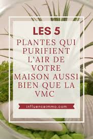 5 Plantes Qui Absorbent L Humidite De Toutes Les Pieces Plante Plante Interieur Depolluante Plante Porte Bonheur