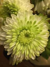 Image result for Chrysanthellum indicum