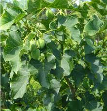 Image result for Jatropha curcas