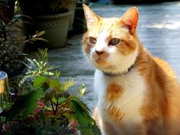 ‪Wildlife & Cats — Catcuddles London London Cat Sanctuary‬‏