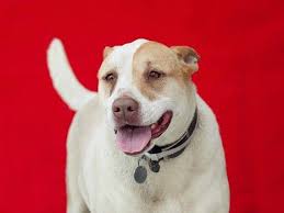Dog Gets Her Leg Stuck In Kennel Door At Busy Shelter Staff Ignores Dog S Cries Dog Crying Dogs Dog Adoption