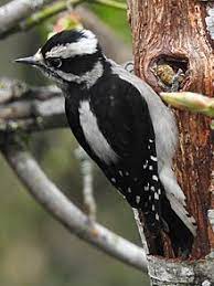 Woodpecker, sapsucker, flicker, followed by 367 people on pinterest. Downy Woodpecker Wikipedia