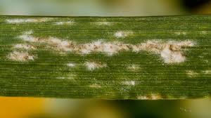 Maladie épidémique en 6 lettres. Maladie Du Ble Maladies Des Cereales Maladie Cryptogamique Du Ble Syngenta