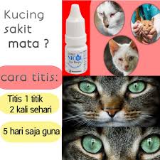 Biasanya muncul dari lingkungan yang kurang bersih. 5ml Nicol Ubat Sakit Mata Kucing Anjing Rawat Dengan Cepat Selama Kurang 5 Hari Shopee Malaysia