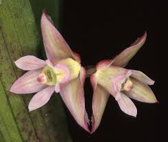 Image result for Polystachya cultriformis