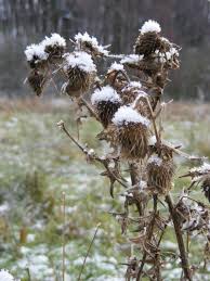 Disteln Im Schnee Distel Schnee Pflanzen