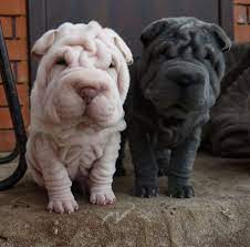 bezaubernde platinum und cream sharpei welpen von olesya morozova wrinkle puppy bezaubernde cream morozova olesya platinum puppy welpen hunderassen und hunde