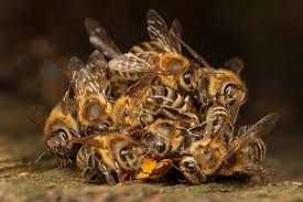In the following i use some examples to illustrate some other points in honey bee photography. Honeybees Ingo Arndt