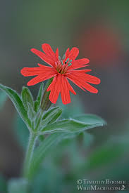 Image result for Silene