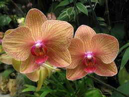 The american orchid society is a horticultural society devoted to education, conservation, and the american orchid society and fairchild tropical botanic garden have formed a strategic partnership. Peach Pink Orchid Flowers American Orchid Society Summer 2008 Delray Beach Fl Orchids Orchid Flower Pink Orchids