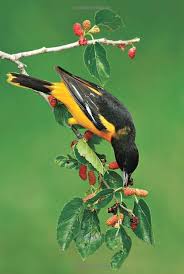 Jonathan alderfer is a nationally known bird artist and author who has worked on a number of national geographic's birding books. Baltimore Oriole National Geographic Backyard Guide To The Birds Of North America Birds Beautiful Birds Bird Photo
